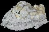 Crystal Filled Fossil Whelk - Rucks Pit, FL #69076-1